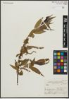 Foto von Salix alba L. x Salix fragilis L.